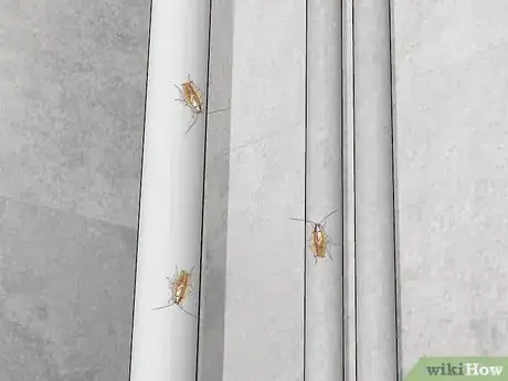 Imagem intitulada Identify a Cockroach Step 12