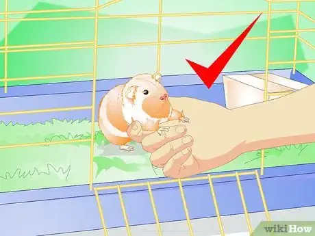 Imagem intitulada Make Your Guinea Pig Comfortable in Its Cage Step 15
