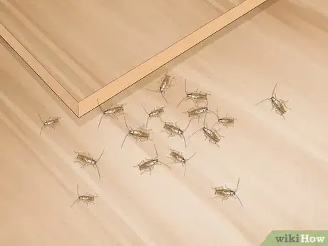 Imagem intitulada Identify a Cockroach Step 13