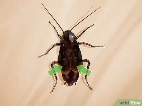 Imagem intitulada Identify a Cockroach Step 18