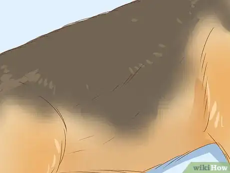 Imagem intitulada Identify a German Shepherd Step 2