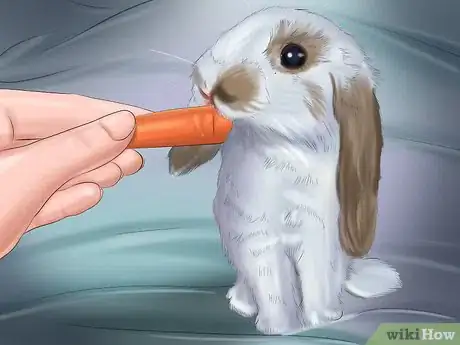 Imagem intitulada Make Your Rabbit Like You Step 10