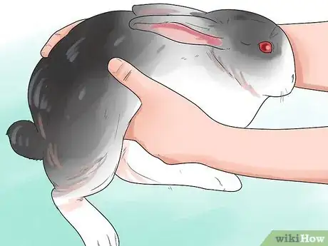Imagem intitulada Breed Rabbits Step 9