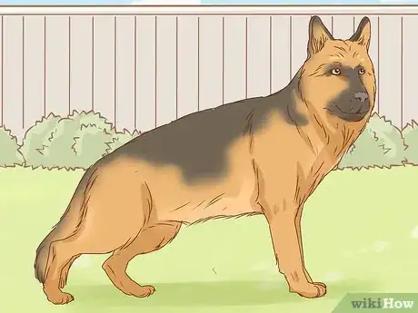 Imagem intitulada Identify a German Shepherd Step 4