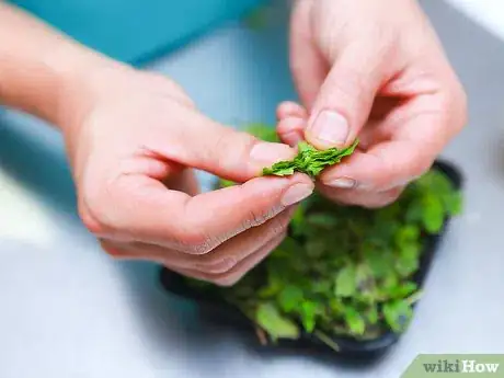 Imagem intitulada Make Mint Tea Step 2