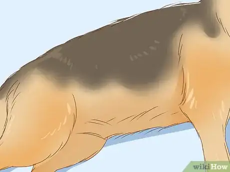 Imagem intitulada Identify a German Shepherd Step 1