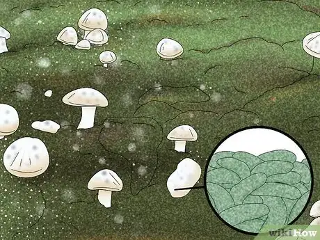 Imagem intitulada Prevent Trichoderma Step 1