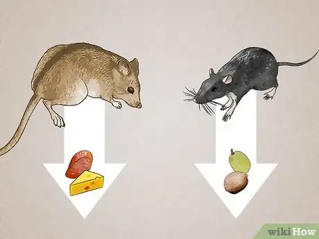 Imagem intitulada Attract Rats Step 13
