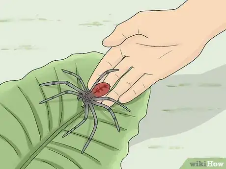 Imagem intitulada Kill Spiders from a Distance Step 5