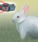 Rastrear um Bicho de Estimação com o Microchip