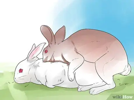 Imagem intitulada Breed Rabbits Step 8