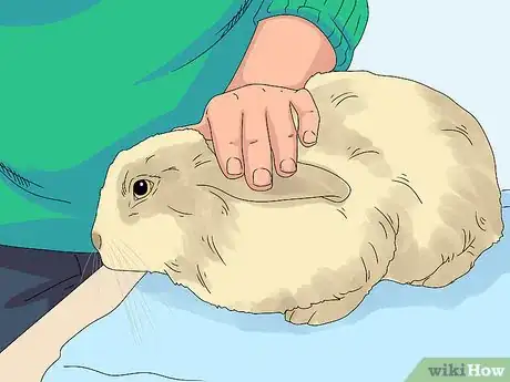 Imagem intitulada Pick up a Rabbit Step 1