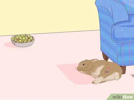 Imagem intitulada Care for an Injured Rabbit Step 2