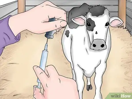 Imagem intitulada Inject Cattle Step 7