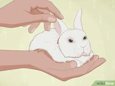 Imagem intitulada Care for an Injured Rabbit Step 3