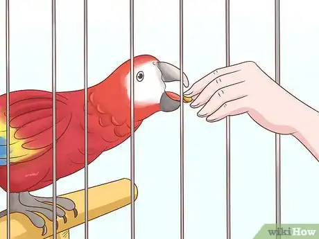 Imagem intitulada Train a Parrot Step 4