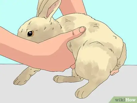 Imagem intitulada Pick up a Rabbit Step 3