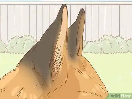 Imagem intitulada Identify a German Shepherd Step 5