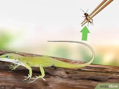 Imagem intitulada Feed a Lizard Step 7