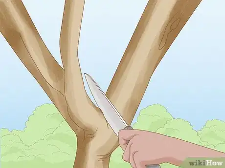 Imagem intitulada Prune a Lemon Tree Step 10