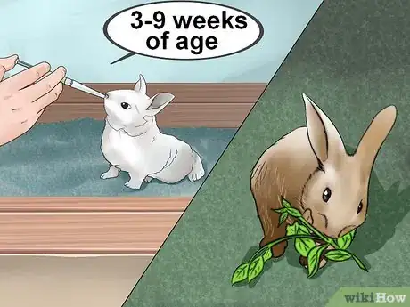 Imagem intitulada Feed Baby Rabbits Step 8
