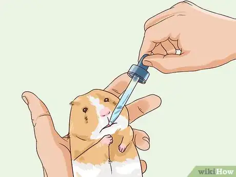 Imagem intitulada Treat Diarrhea in Hamsters Step 2