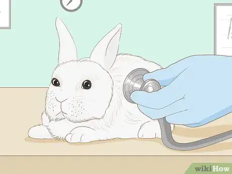 Imagem intitulada Care for an Injured Rabbit Step 4
