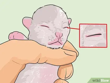 Imagem intitulada Tell How Old a Kitten Is Step 2