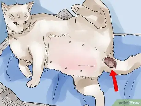 Imagem intitulada Help a Cat Give Birth Step 11