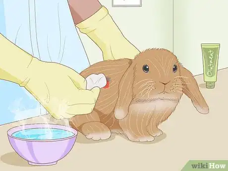 Imagem intitulada Care for an Injured Rabbit Step 7