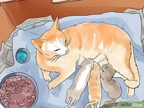 Imagem intitulada Help a Cat Give Birth Step 18