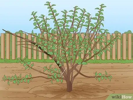 Imagem intitulada Prune a Mulberry Tree Step 6