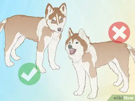 Imagem intitulada Breed Husky Dogs Step 2