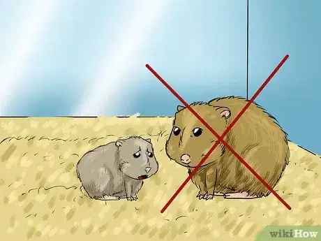 Imagem intitulada Introduce Two Dwarf Hamsters Step 2