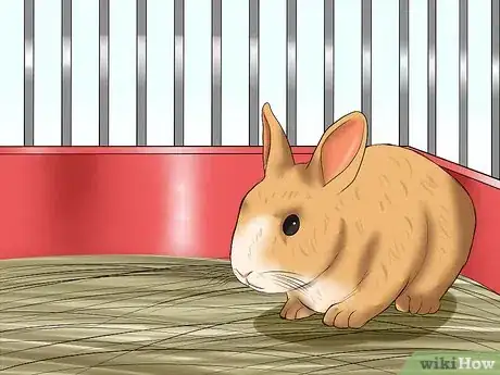 Imagem intitulada Tame Your Rabbit Step 3