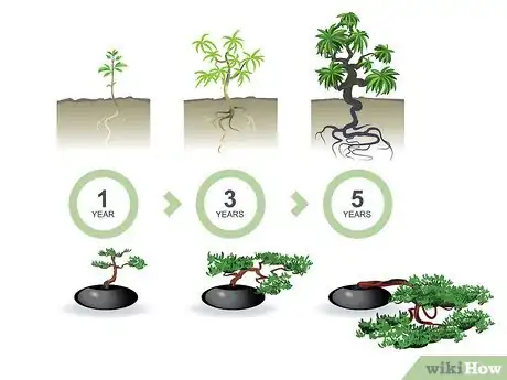 Imagem intitulada Start a Bonsai Tree Step 04