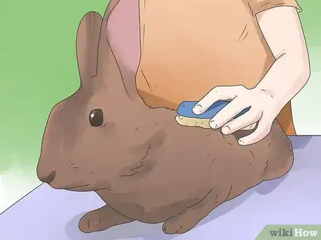 Imagem intitulada Care for Mini Lop Rabbits Step 15
