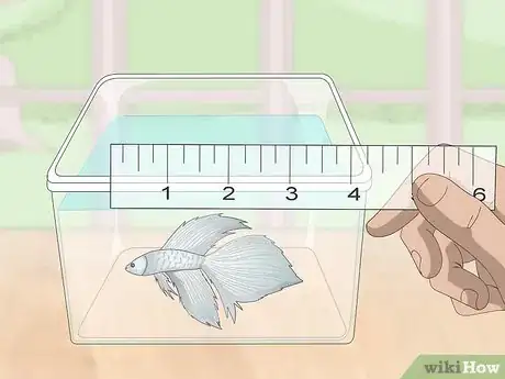 Imagem intitulada Selectively Breed Betta Fish Step 3