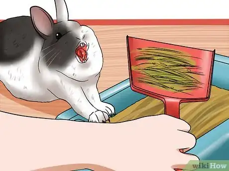Imagem intitulada Tame Your Rabbit Step 13
