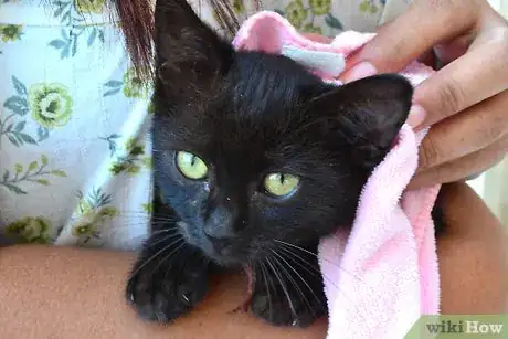Imagem intitulada Clean Kittens Step 5