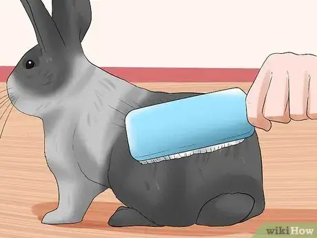 Imagem intitulada Care for Dutch Rabbits Step 18