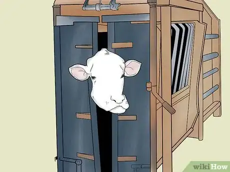 Imagem intitulada Inject Cattle Step 2