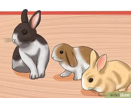 Imagem intitulada Care for a House Rabbit Step 21