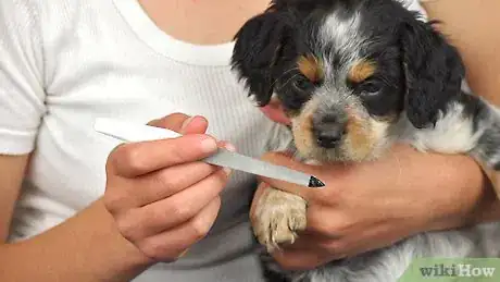 Imagem intitulada File Puppy Nails Step 1