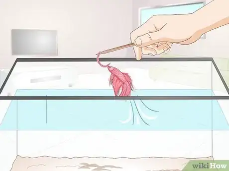 Imagem intitulada Train Your Betta Fish Step 8