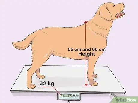 Imagem intitulada Breed Labradors Step 7