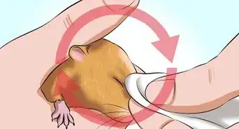 Ajudar um Hamster com o Olho Grudado