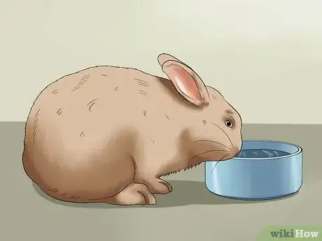 Imagem intitulada Feed a House Rabbit Step 10