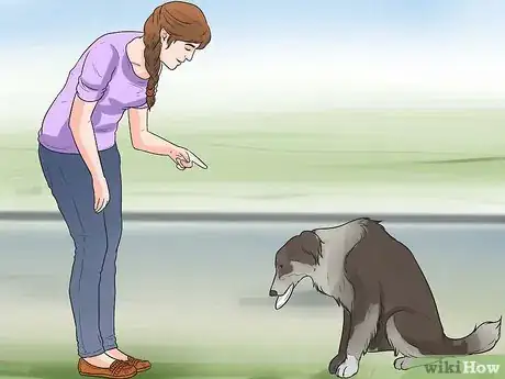 Imagem intitulada Train Border Collies Step 13