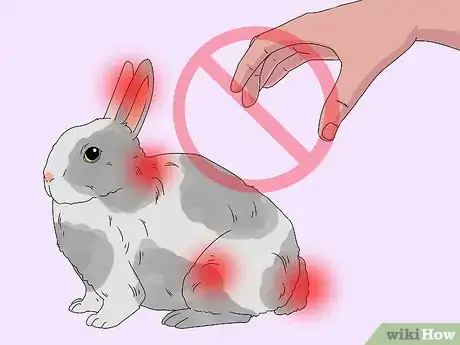 Imagem intitulada Pick up a Rabbit Step 2